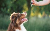 How Can Cannabidiol Oil Help Your Sensitive Dog Find Emotional Balance