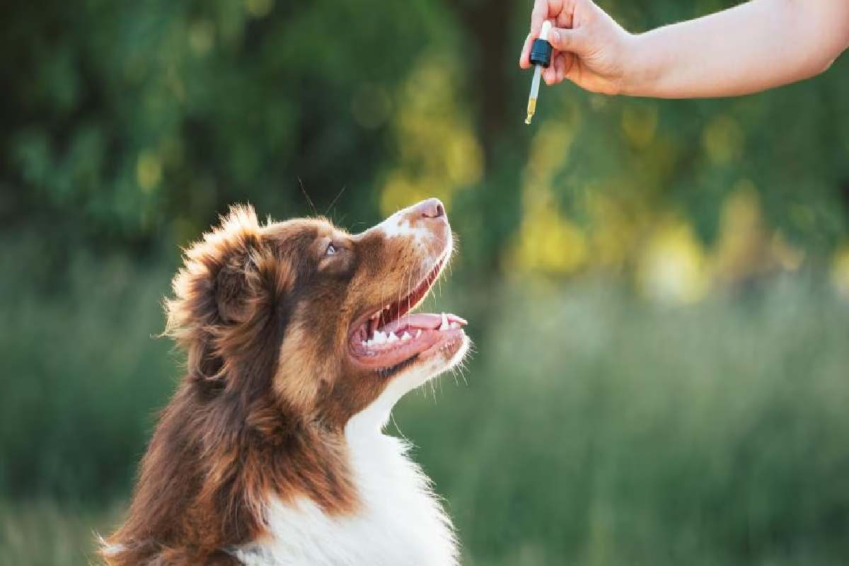 How Can Cannabidiol Oil Help Your Sensitive Dog Find Emotional Balance