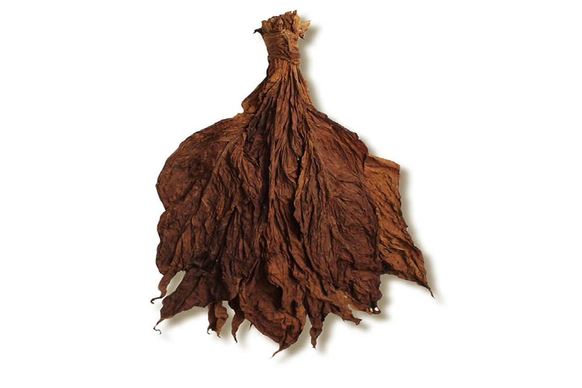 Cultural and Historical Roots of Grabba Leaf