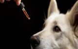 Why Dogs With Joint Pain Deserve a CBD-Backed Solution