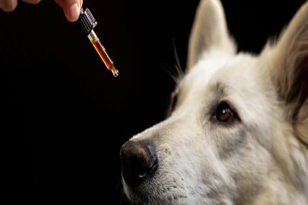 Why Dogs With Joint Pain Deserve a CBD-Backed Solution