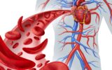 Healthy Circulation, Healthy Life: How Vein Health Impacts Your Overall Well-being