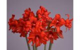 Which autumn amaryllis varieties are popular in Germany?