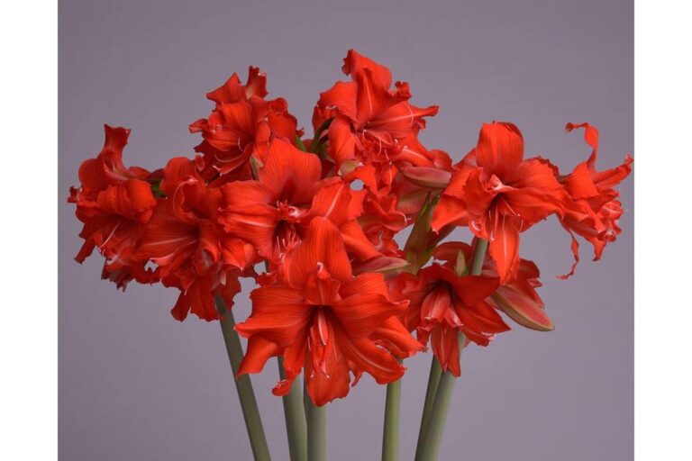 Which autumn amaryllis varieties are popular in Germany?