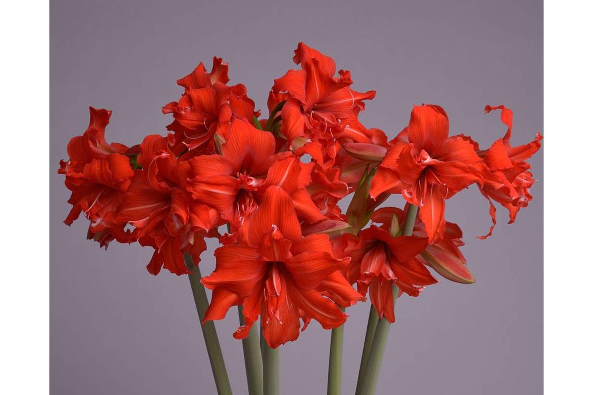 Which autumn amaryllis varieties are popular in Germany?